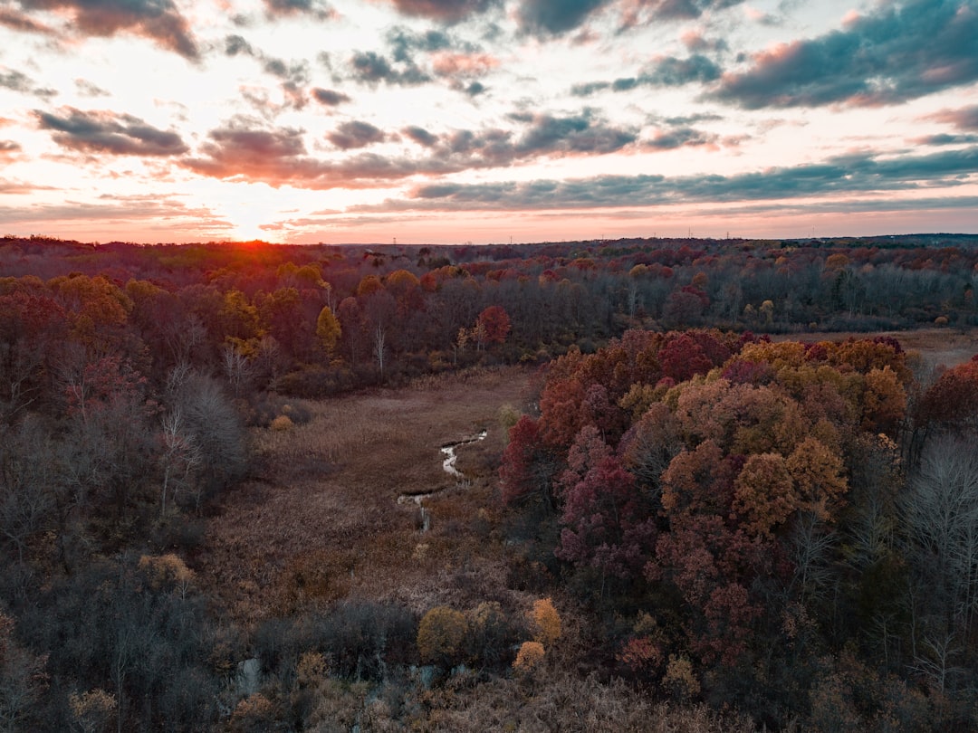 landscape photography of trees,