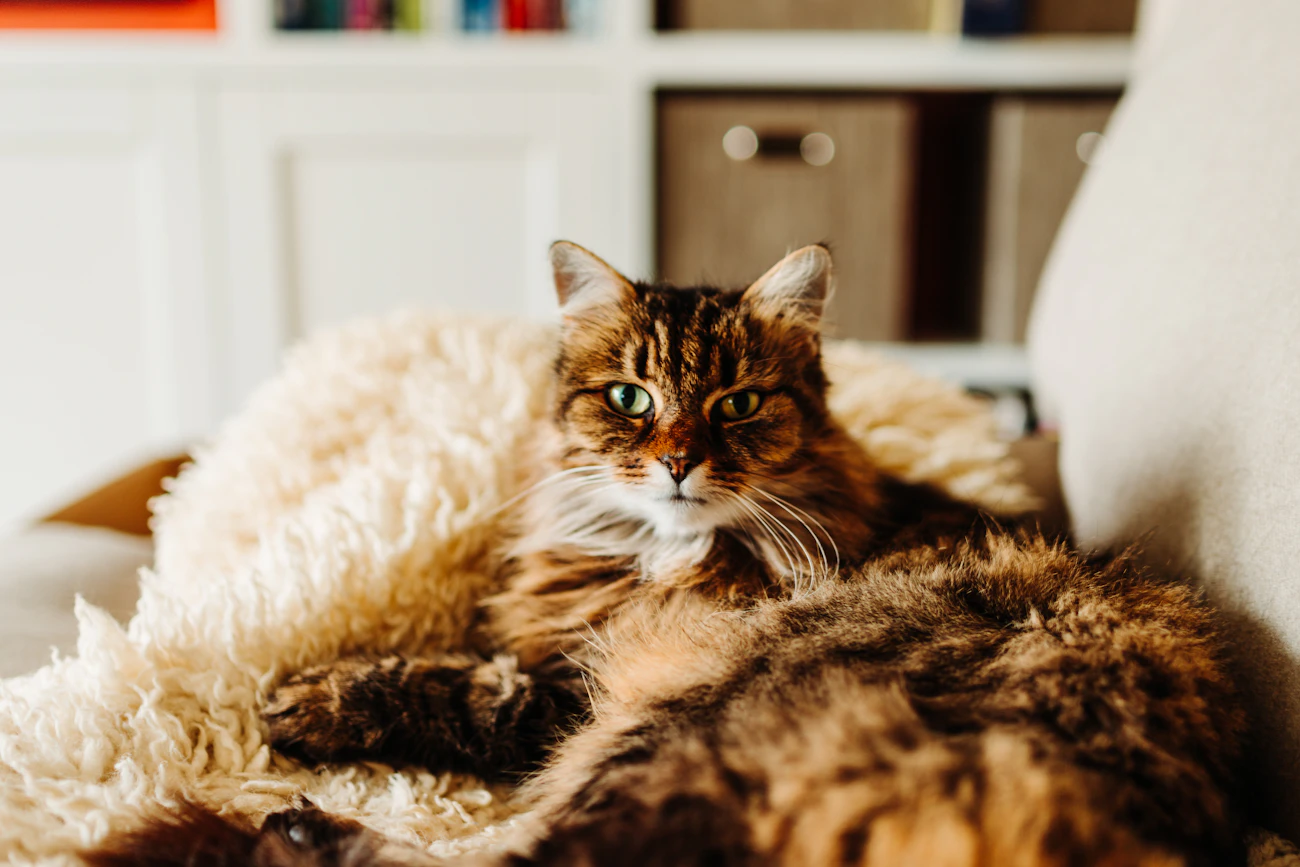 ライフスタイル別の記事「シニアが保護猫を迎える前に考える住まいと引き継ぎ」のアイキャッチ画像