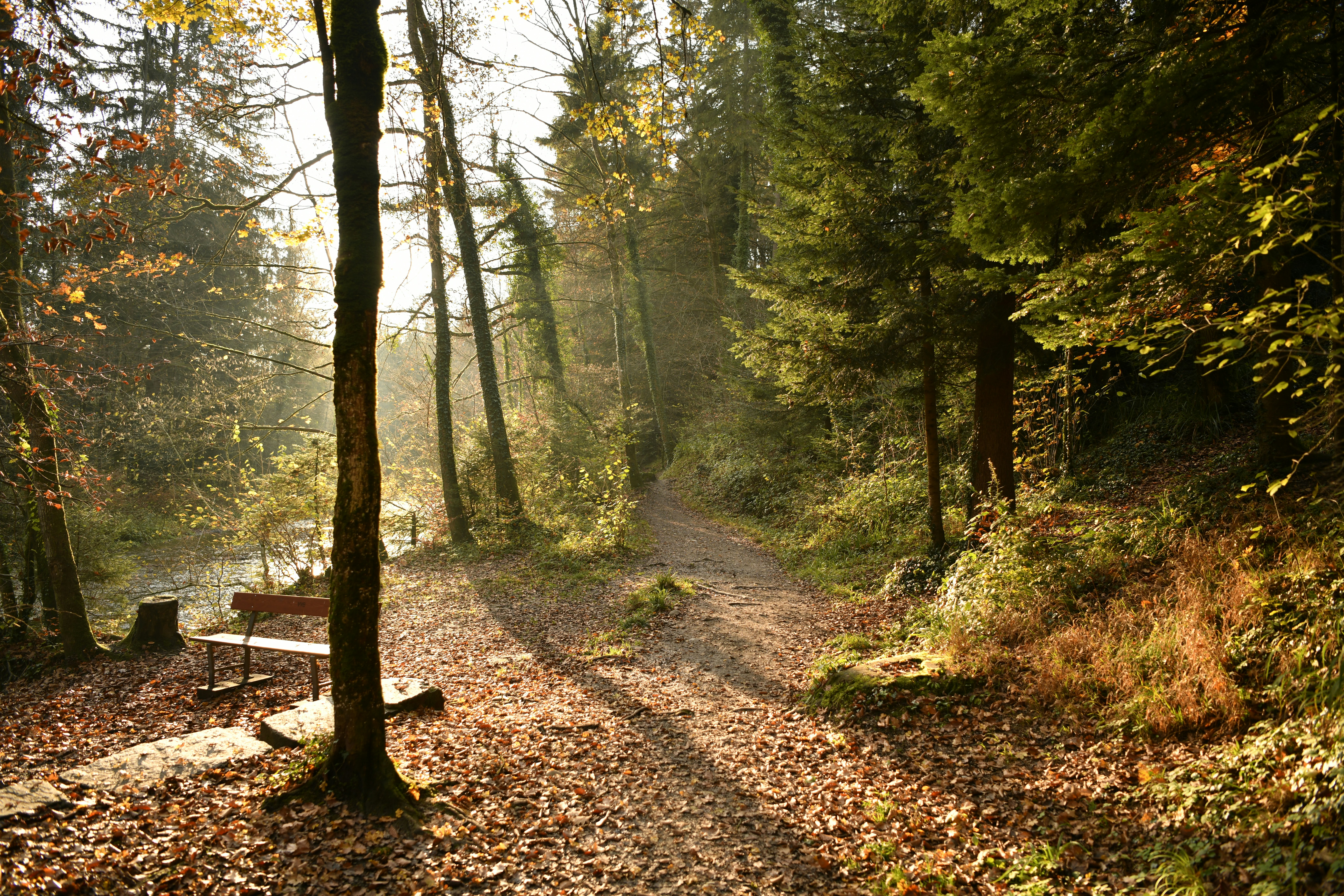 pathway between green trees during daytime
