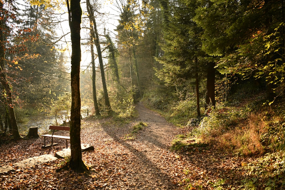 pathway between green trees during daytime