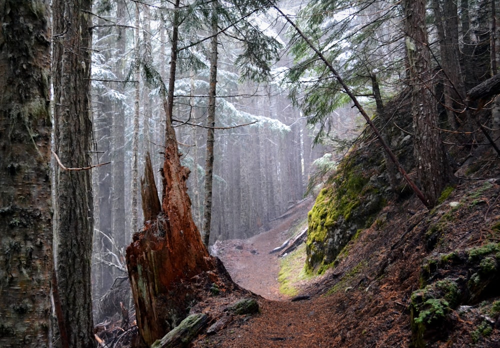 pathway between green trees