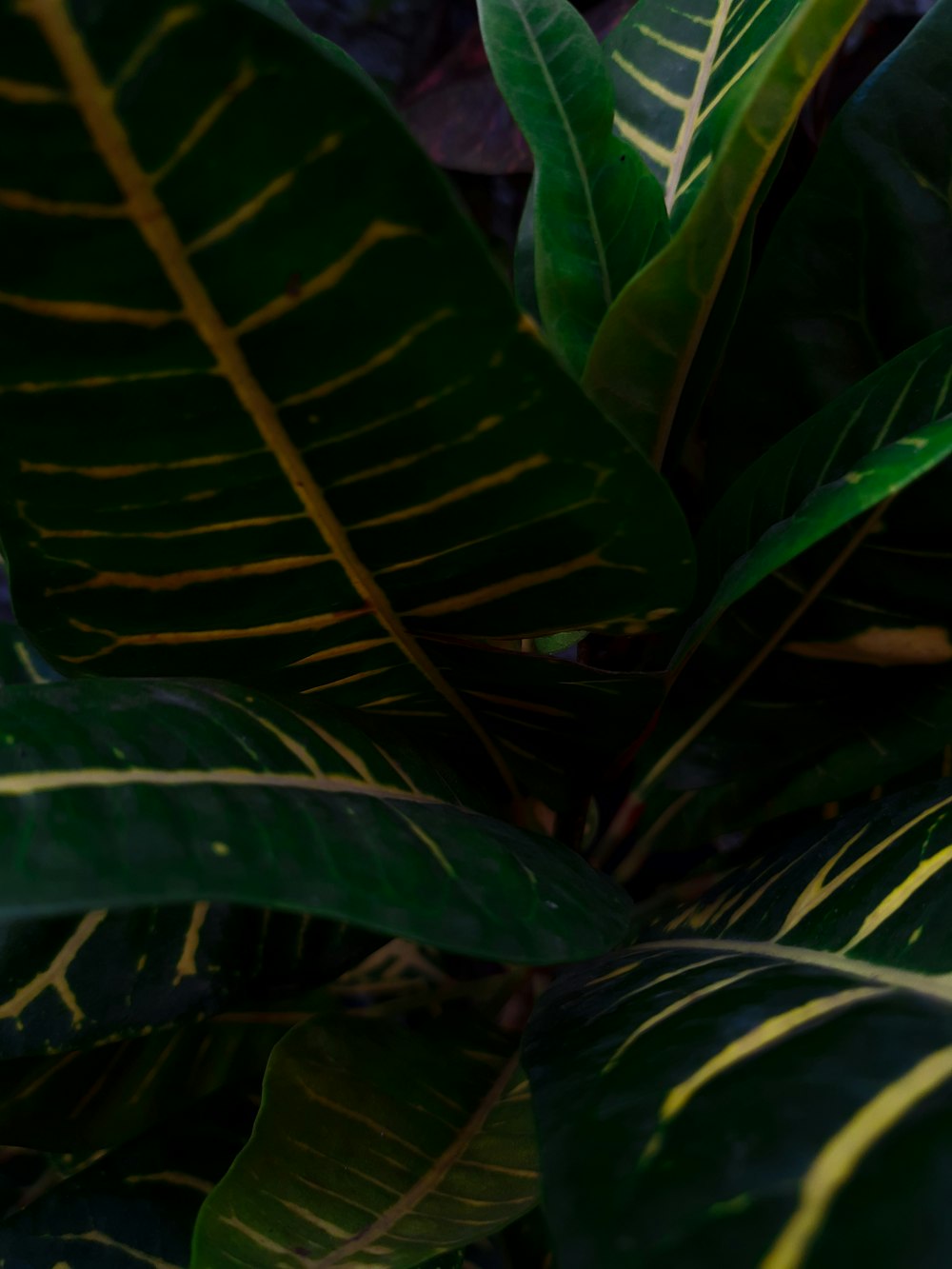 green croton plant