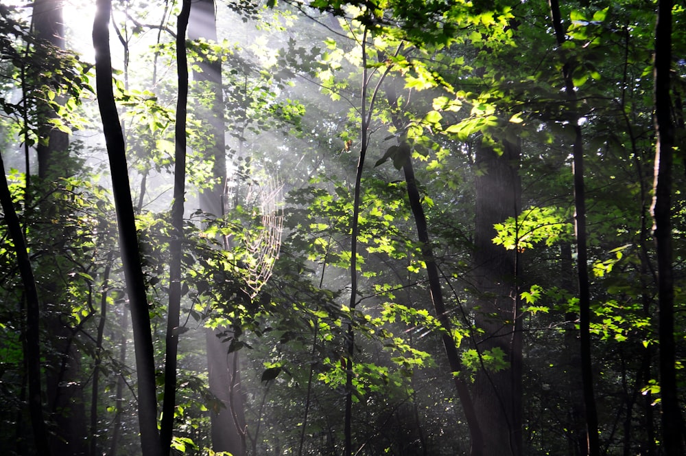 Sonnenstrahlen, die durch grüne Bäume fallen