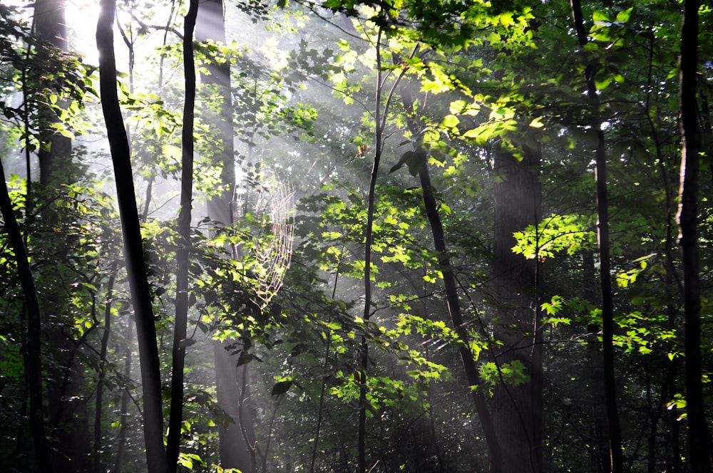 sun rays coming through green trees