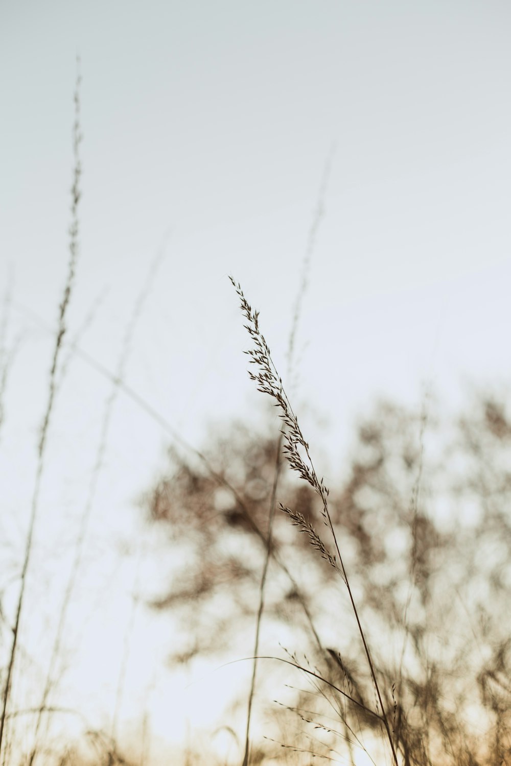 macro photography of brown rice field