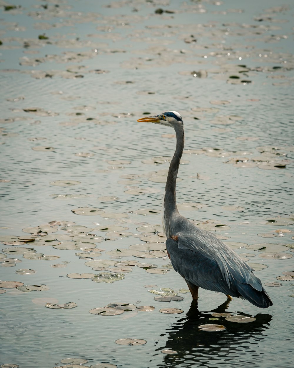grey swan during daytime