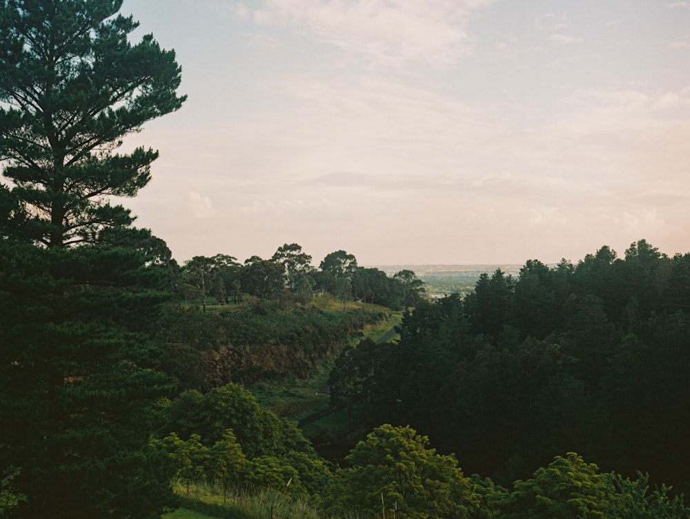 green-leaved trees