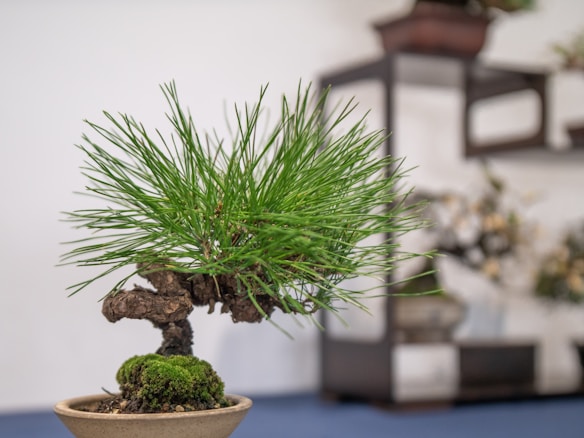 A small bonsai tree with dense green needles is growing in a shallow ceramic pot. The tree has a gnarled trunk with visible texture and is topped with a lush, vibrant canopy. In the background, there are blurred elements of indoor decor, possibly shelves and other plant arrangements.