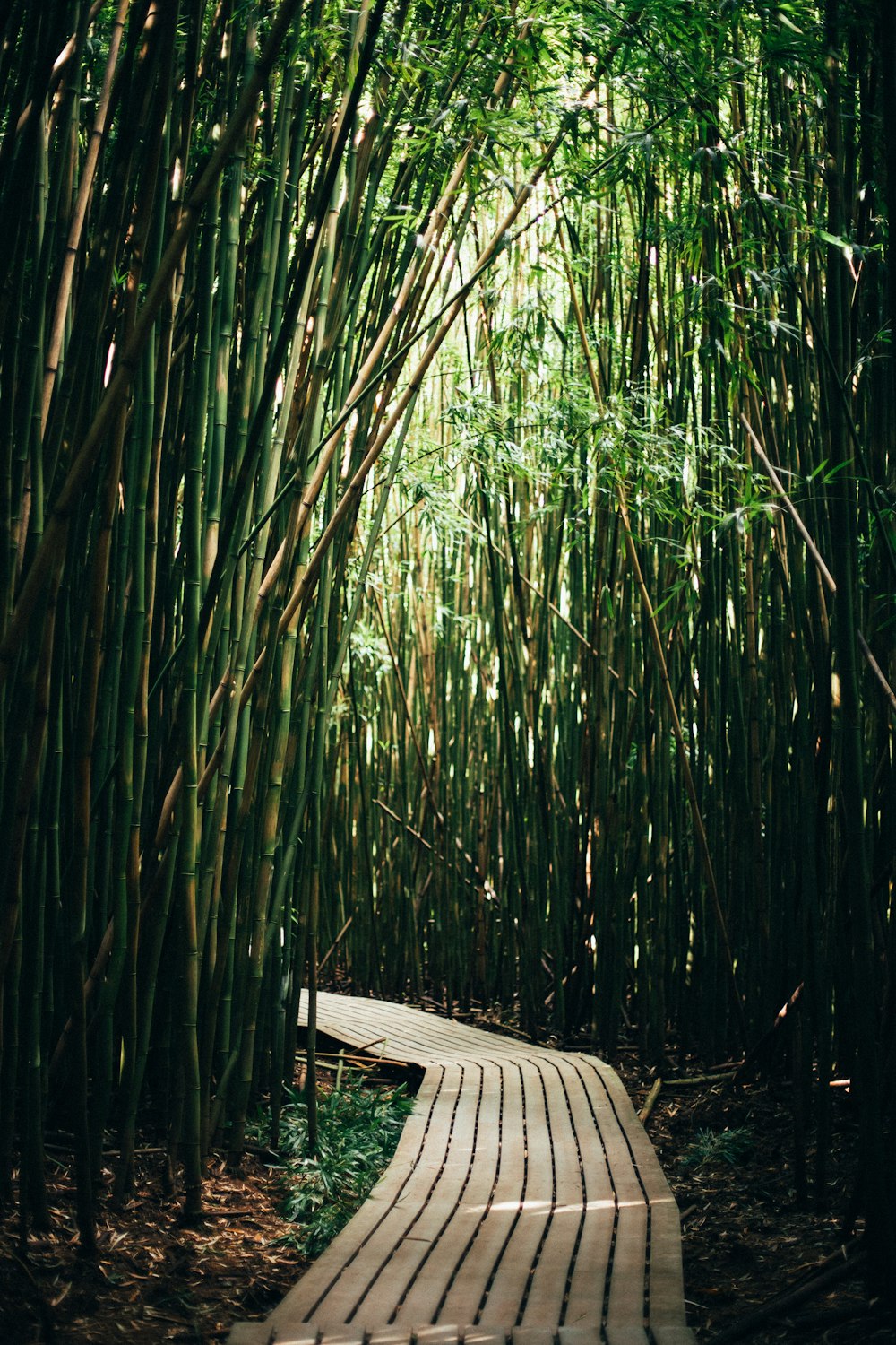 Sendero marrón rodeado de bambúes verdes
