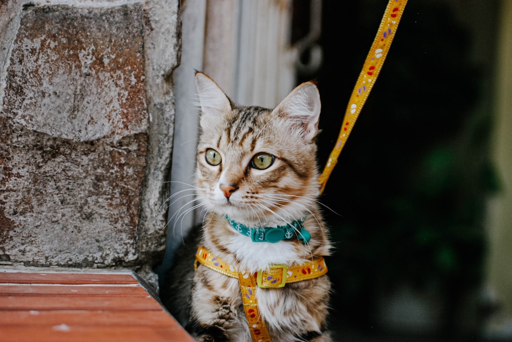 silber getigerte Katze mit orangefarbenem Riemen