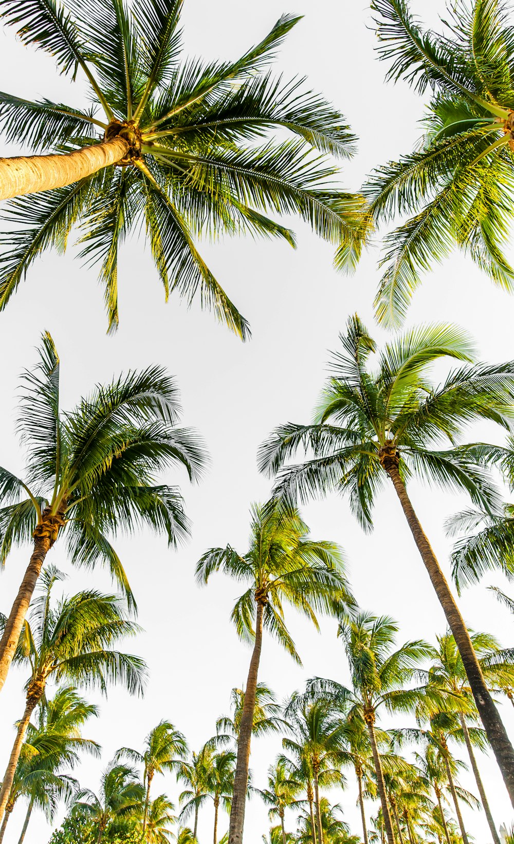 low-angle photography of palm trees