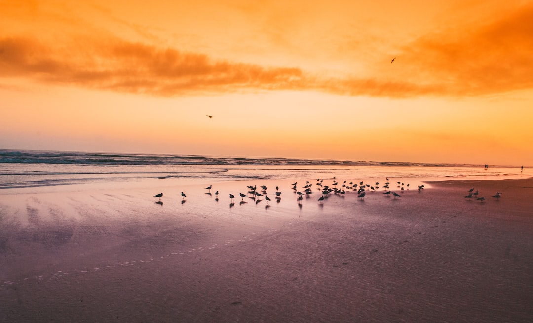 flock of birds on seashore during golden hour