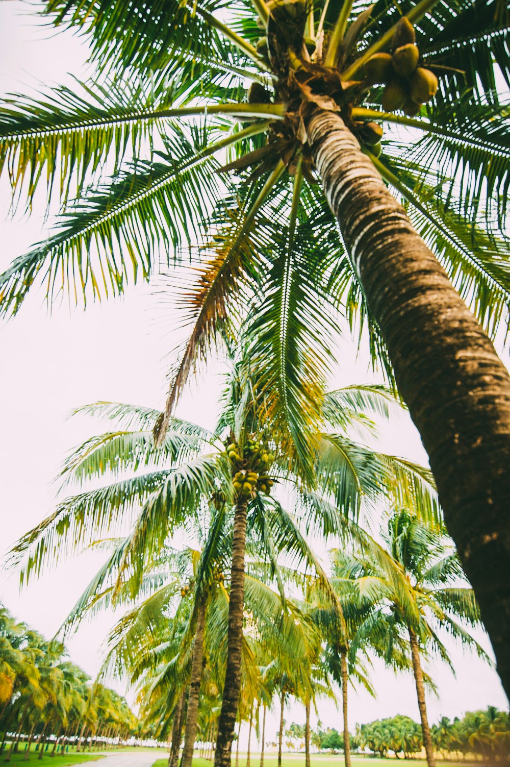 low angle photography of coconut tree