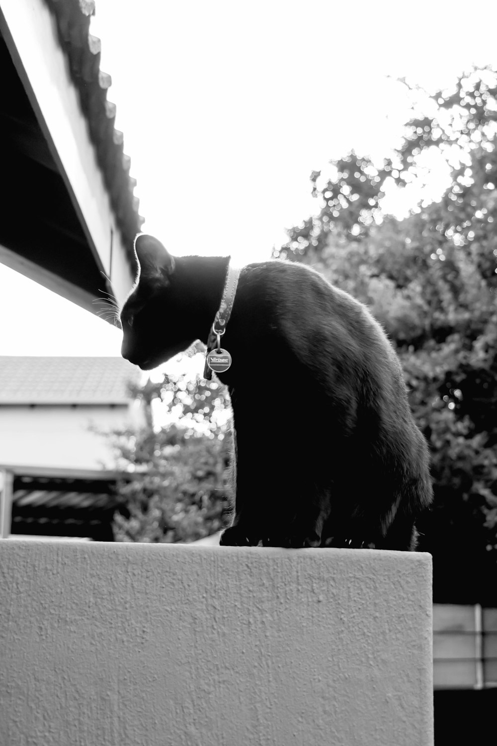 grayscale photo of cat sitting on concrete balustrade