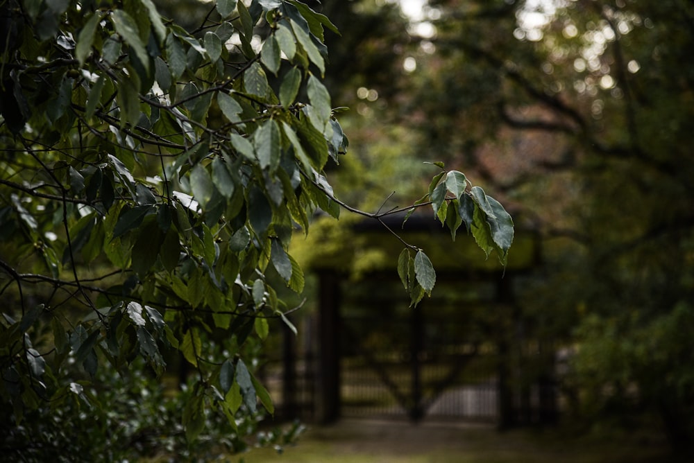 selective focus photography of trees beside fence