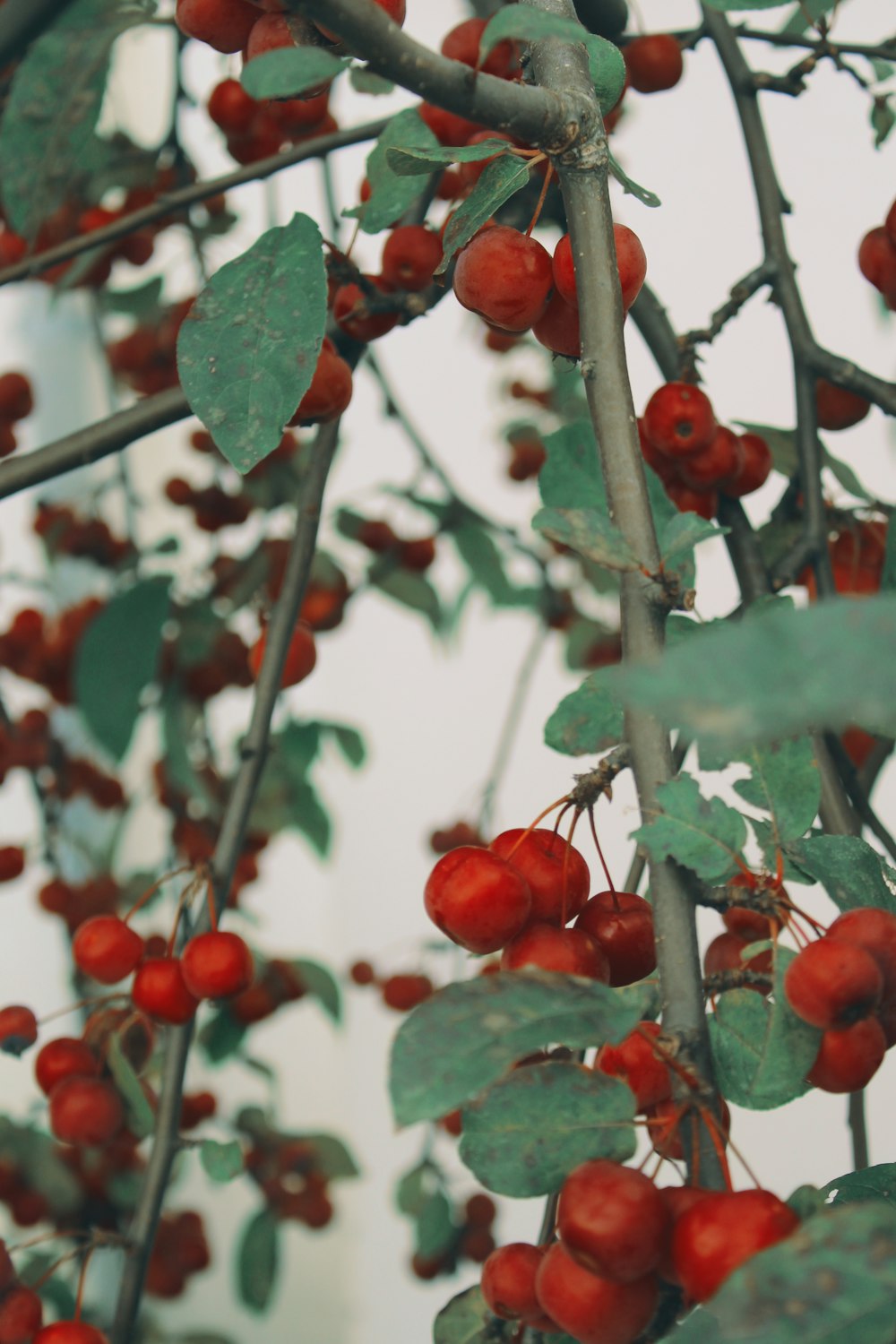 selective focus of cherries