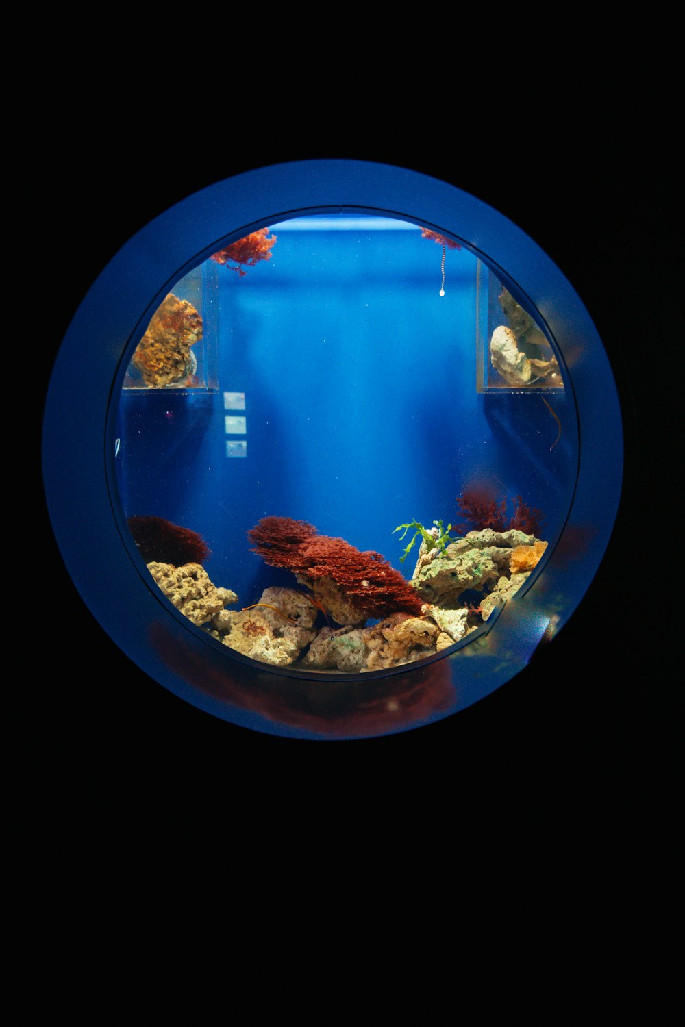 a fish in a blue bowl in a dark room