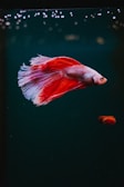 Brightly colored betta fish darting through bubbles in a softly lit tank.