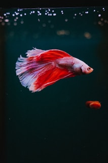 A vibrant red and white Betta fish gracefully swims through a darkened aquarium. The flowing fins and elegant tail create an impression of movement and delicacy, contrasted against the deep green water. Tiny bubbles float at the top of the frame, adding a sense of tranquility and life within the water.
