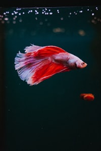 Betta