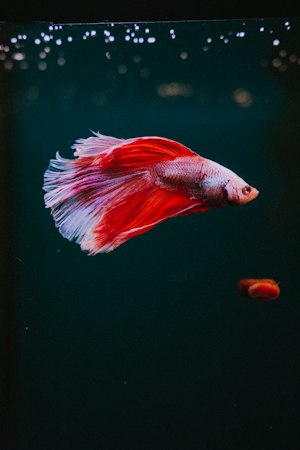 Red-and-white betta fish flaring its wide fins in a brightly lit aquarium