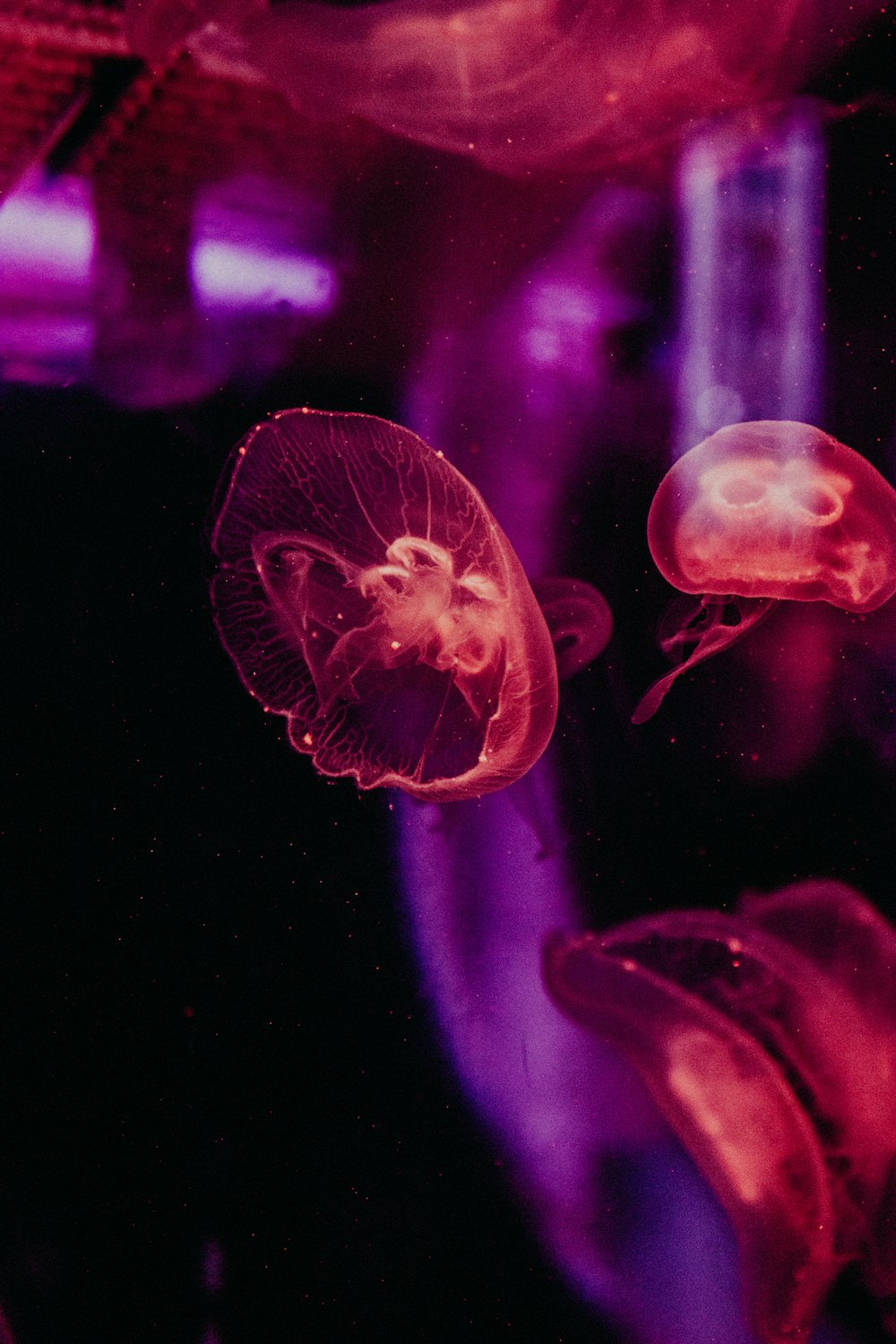 low-light photo of jelly fish