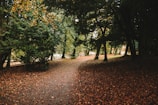 A tranquil scene of a quiet forest path in autumn.