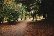 A serene forest path covered in autumn leaves with soft light filtering through trees.