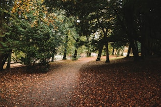 A serene forest path bathed in soft morning light, with leaves gently falling.