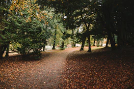 A serene forest path covered in autumn leaves with soft light filtering through trees.