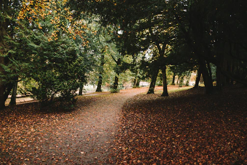A serene forest path covered in autumn leaves with soft sunlight