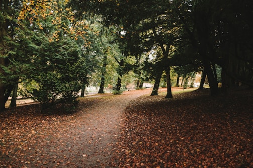 A serene forest path blanketed with autumn leaves under soft sunlight.