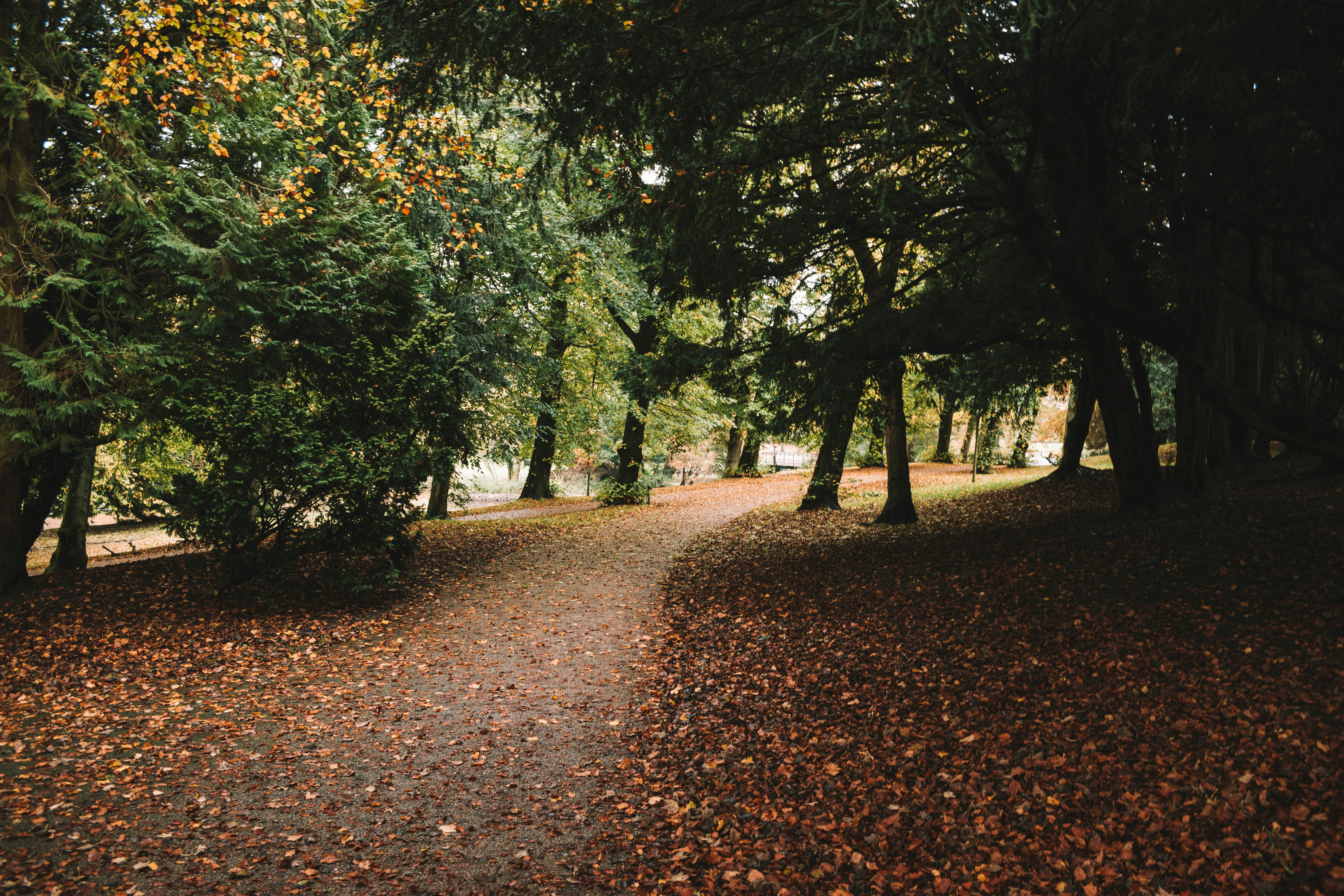 green trees