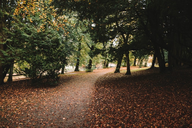 A serene forest path covered with fallen autumn leaves, surrounded by trees with dense foliage. The scene is tranquil and soft sunlight filters through the branches.