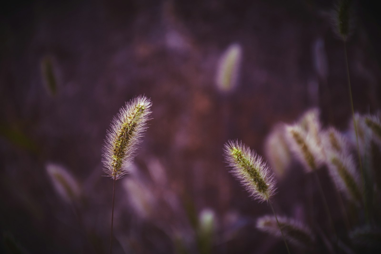 Nikon D5600 + Nikon AF-S DX Nikkor 18-140mm F3.5-5.6G ED VR sample photo. Green-leafed plants photography