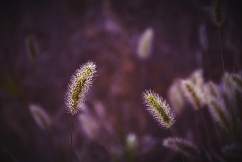 green-leafed plants