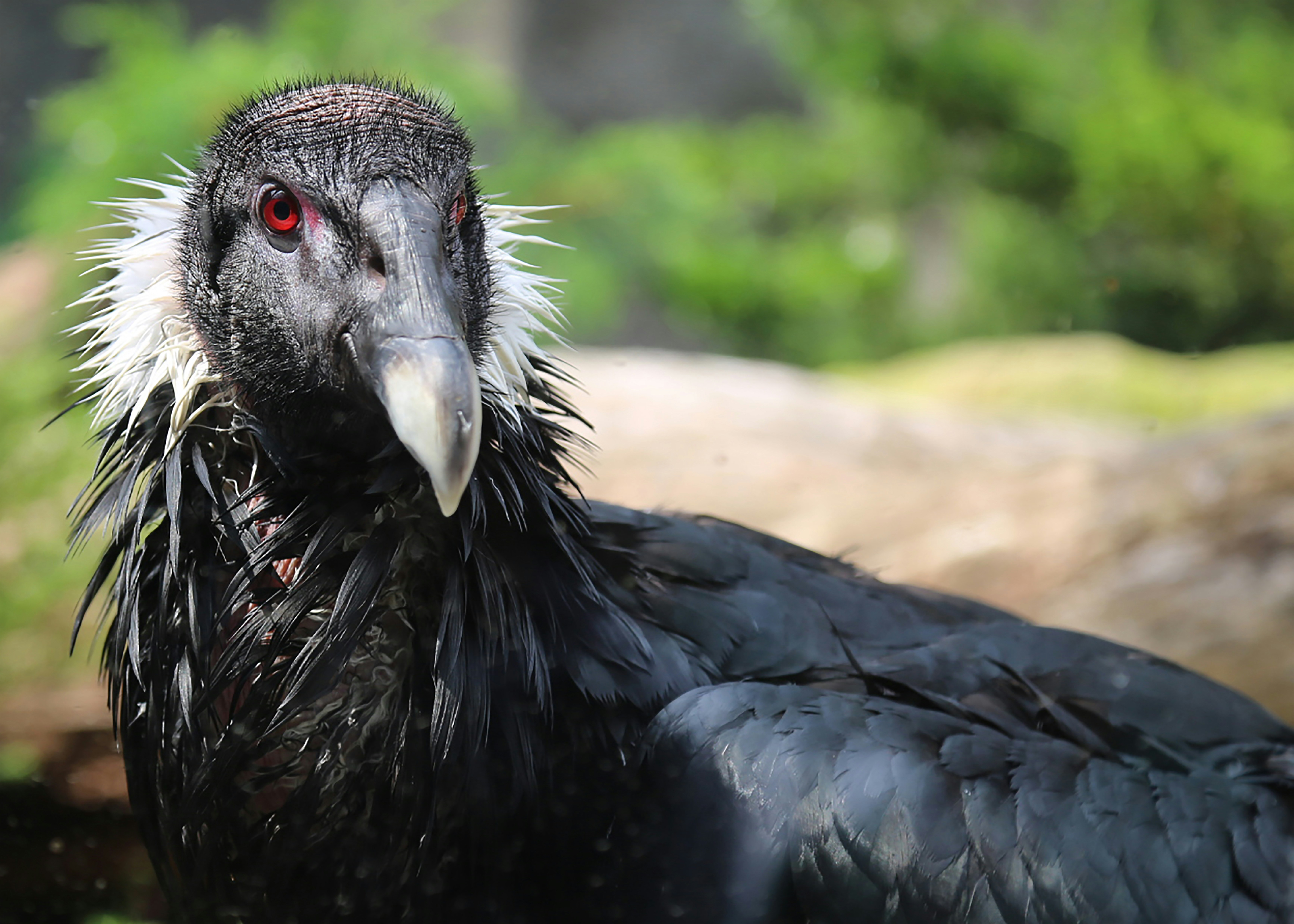 black and white short-beak bird, Andean Condor - National Aviary 