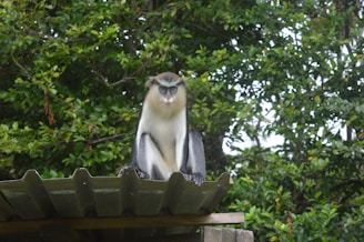 A monkey with striking features sits atop a corrugated roof, surrounded by lush green foliage. The background is densely populated with trees, creating a natural jungle setting.