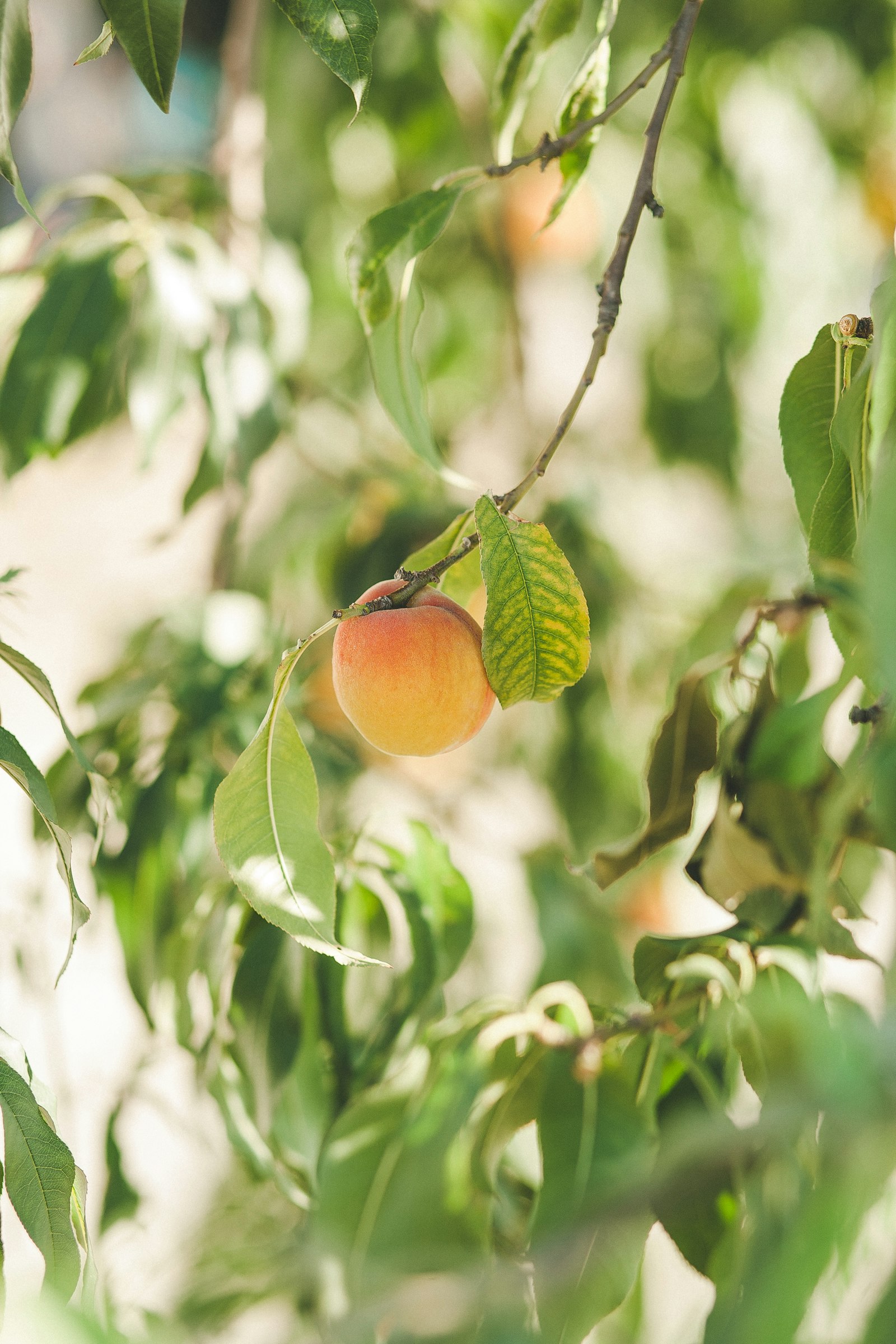 Canon EOS 5D + Canon EF 85mm F1.8 USM sample photo. Round orange peach photography