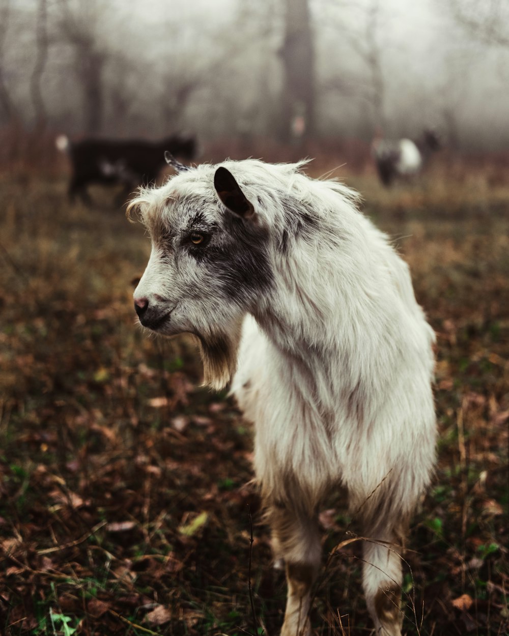 white goat during foggy weather