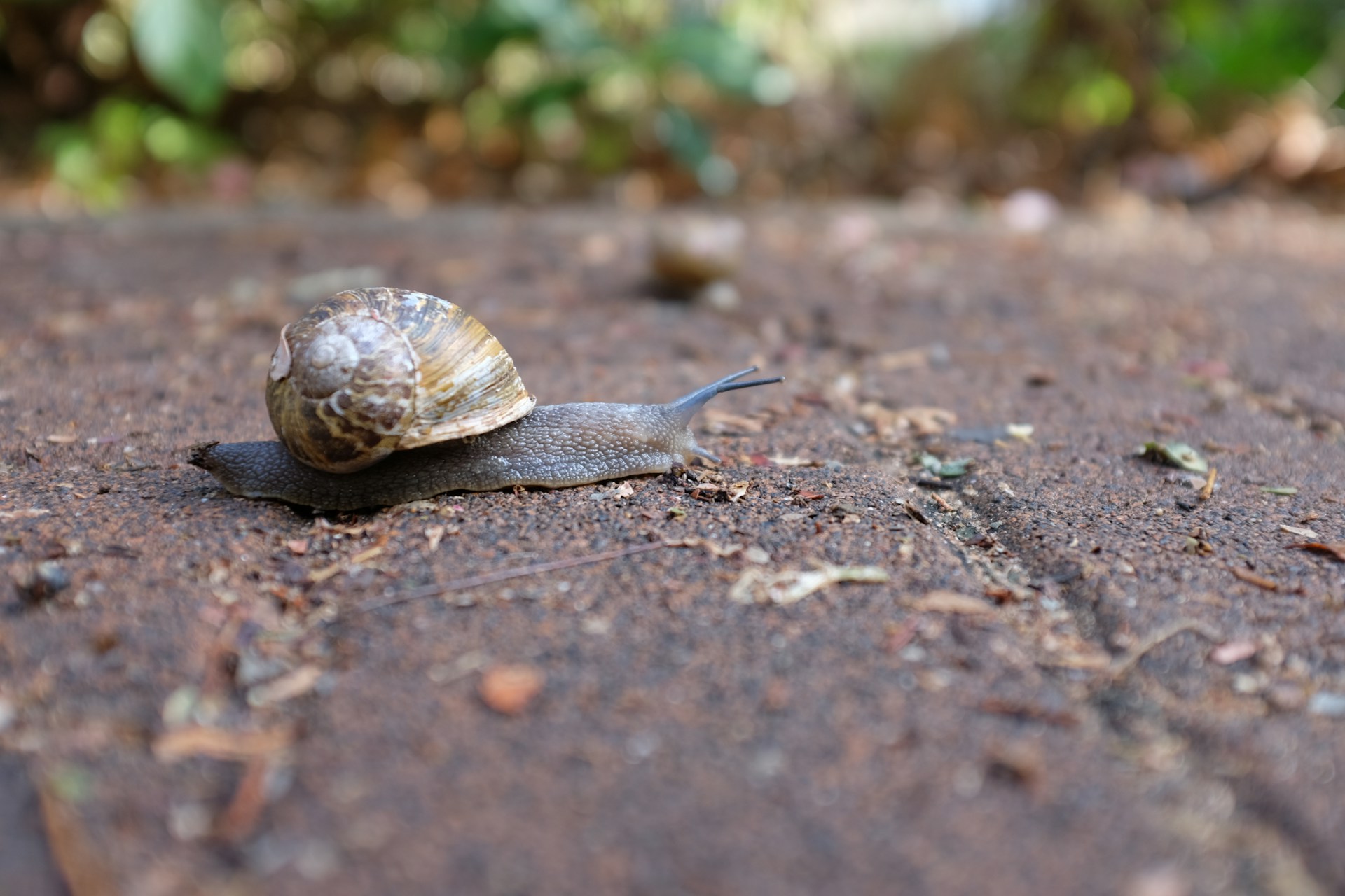 A snail with a detailed, multicolored shell and a slimy body is moving across a textured, earthy surface. The blurred background with hints of greenery suggests a natural, outdoor setting.