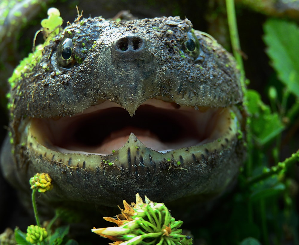 closeup photography of gray turtle