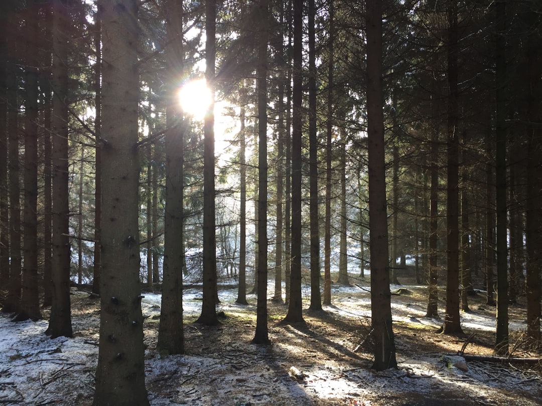 Forest photo spot Hareskoven Copenhagen