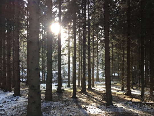 forest trees photograph in Hareskoven Denmark