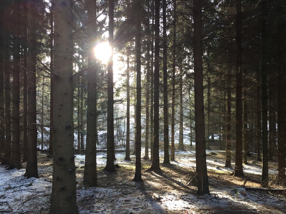 forest trees photograph