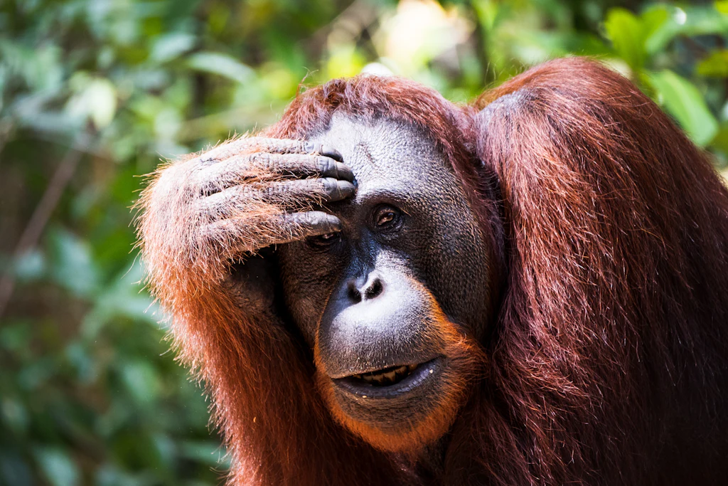 A Bornean orangutan resting one hand across its forehead in Tanjung Puting National Park