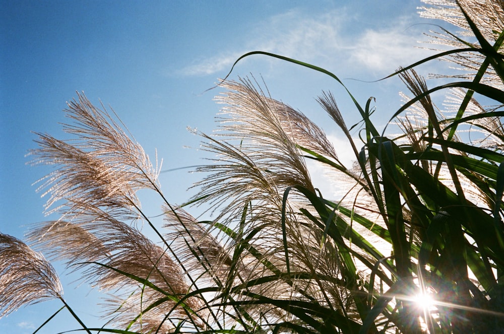 low-angle photography of green grass fields