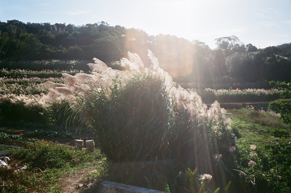 white flower field during daytime