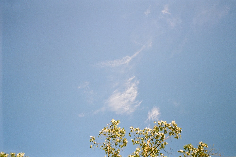 green-leafed tree