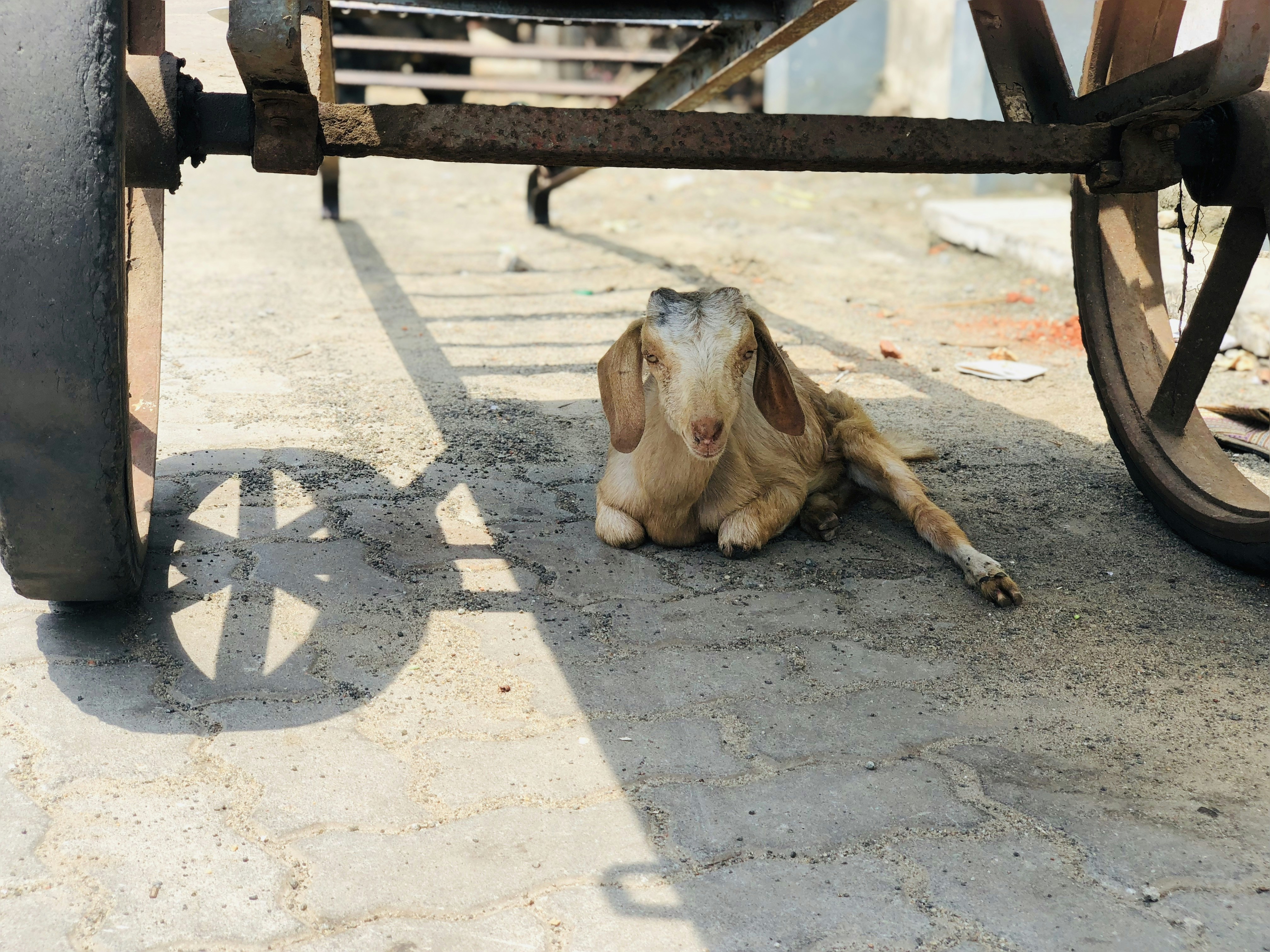 Cão de castro laboreiro